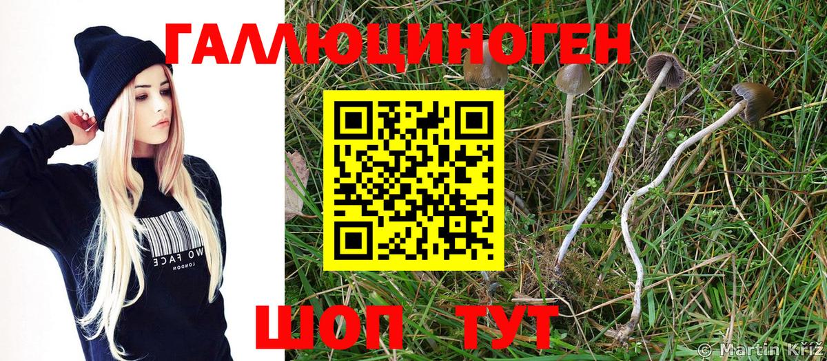 Солнечногорск  наркотики  Вход с VPN  Псилоцибиновые грибы мицелий 